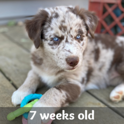 Speckles - 7 week old