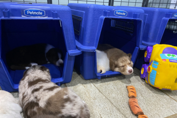 Puppies sleeping in crate