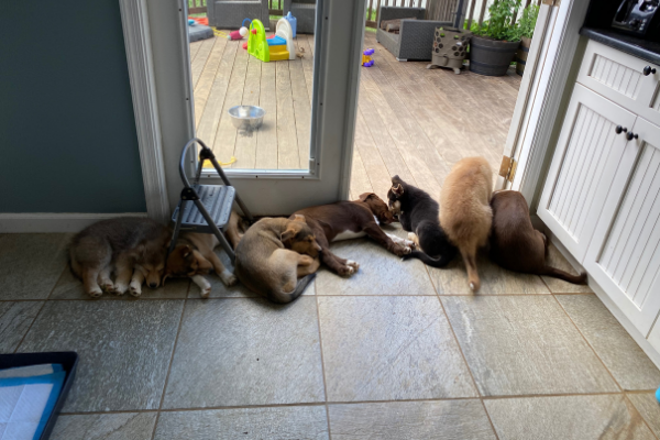 puppies sleeping at the back door