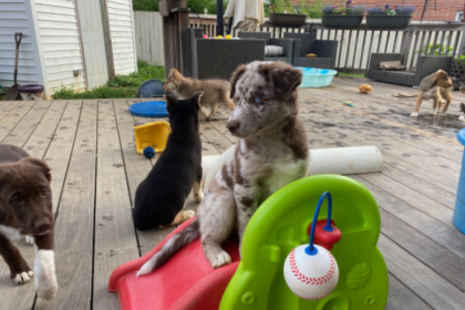 Puppies playing with toys on a backyard deck