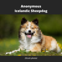 Anonymous Icelandic Sheepdog