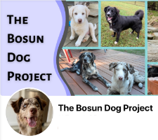Bosun Dog Project on Facebook
