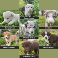 Six puppy photos: Butter (Faye), Sugar (Sugar), Chip (Chip), S'more (Maxie), Ganache (Zora), Peanut (Rocket), Speckles (Kasia)