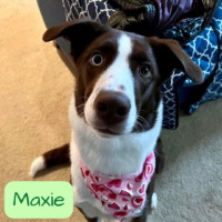 Photo of Maxie, all grown up
