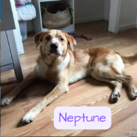 Photo of Neptune, all grown up