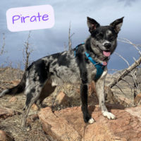 Photo of Pirate, all grown up