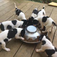 Puppies eating 200x200 Puppies eating