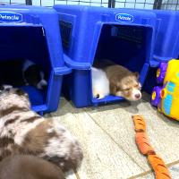 Puppies in crates2 200x200 Puppies sleeping in open crates