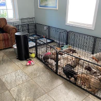 Puppies in pen in living room