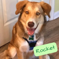 Photo of Rocket, all grown up
