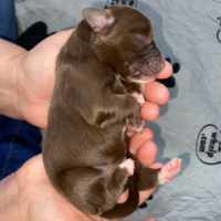 Newborn red puppy: Tagliatelle