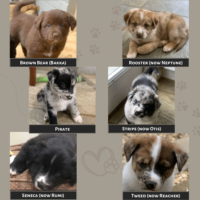Six puppy photos: Brown Bear (Bakka), Rooster (Neptune), Seneca (Rumi), Pirate, Stripe (Otis) and Tweed (Reacher)