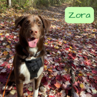 Photo of Zora, all grown up
